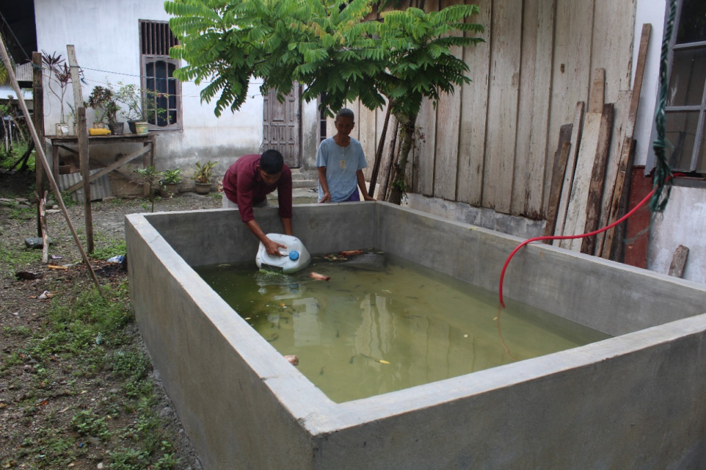 Penjualan Bibit Ikan Air Tawar Dengan Harga Rp. 250 / ekor